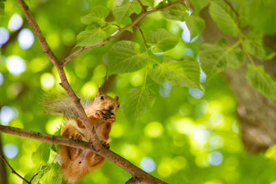 Low angle view of a tree