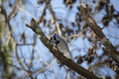 Low angle view of bird perching on branch