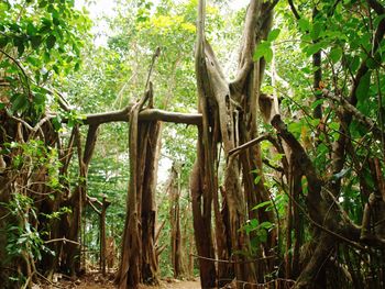 Low angle view of trees in forest