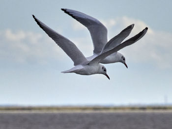 Seagull flying over sea against sky