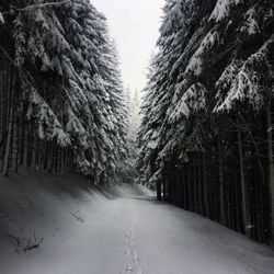 Snow covered road amidst trees in forest