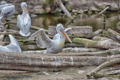 View of birds on wood