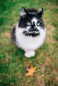 High angle view of cat on field