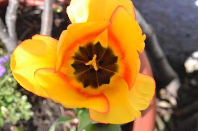 Close-up of yellow flower