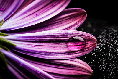 Close-up of pink flower