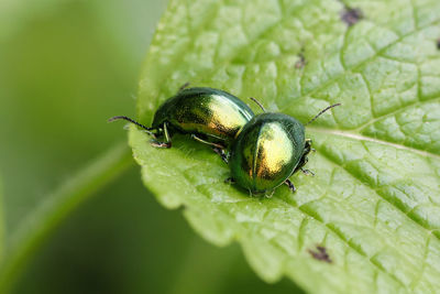 Close-up of insect on leaf