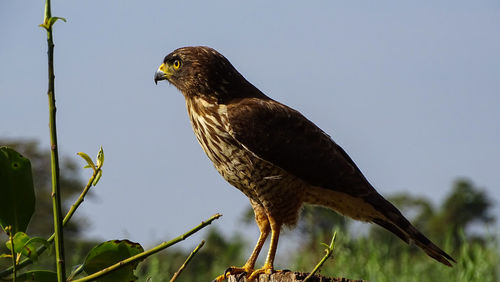 Close-up of hawk perching on plant against sky