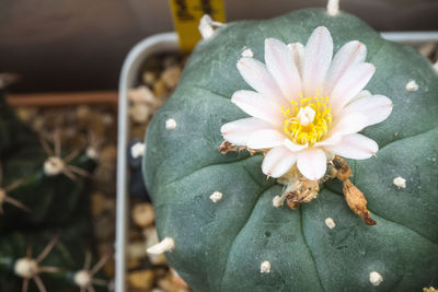 Close-up of white flowering plant