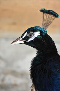 Close-up of a bird