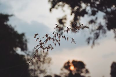 Low angle view of silhouette tree against sky at sunset