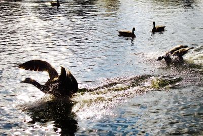 Ducks in water