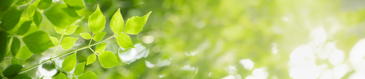 Close-up of fresh green leaves on field