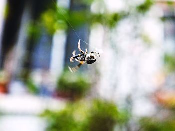 Close-up of spider on web