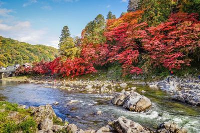 Plants growing by river against sky during autumn