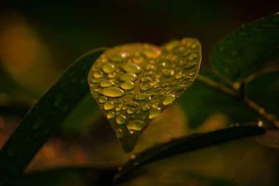 Close-up of raindrops on leaves