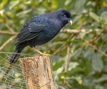 Close-up of bird perching on branch
