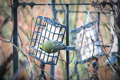 Close-up of bird perching on tree