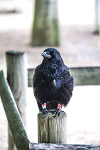 Close-up of bird perching on wooden post