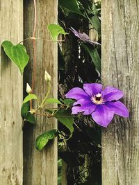 Close-up of purple flowers blooming outdoors