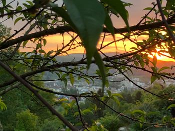 Silhouette tree against sky at sunset