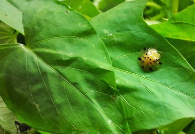 High angle view of insect on plant