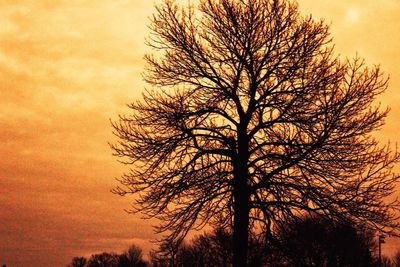 Low angle view of silhouette bare tree against sunset sky