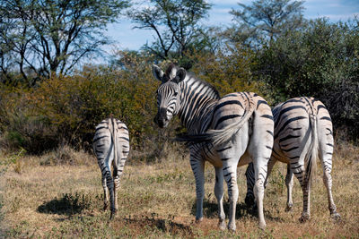 View of zebra standing on land