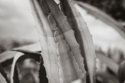 Close-up of rusty metal