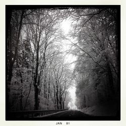 Road passing through bare trees