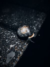 Close-up of snail on rock