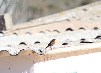 Close-up of insect perching on retaining wall