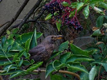 High angle view of bird on plant