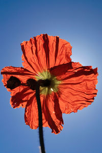 Low angle view of red flower against clear sky