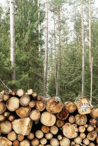 Stack of logs in forest