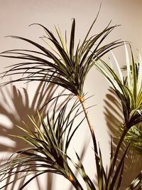 Close-up of palm tree against sky