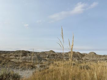 Plants growing on land against sky