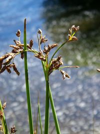 Close-up of flowers against blurred background