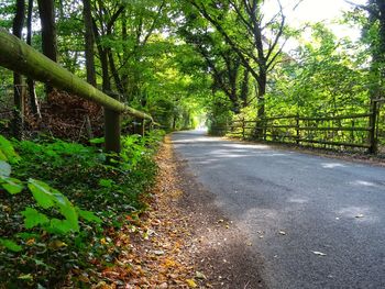 Road amidst trees in forest