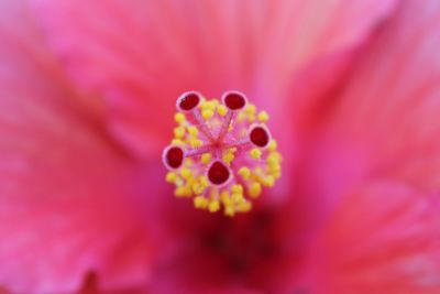 Macro shot of pink flower head