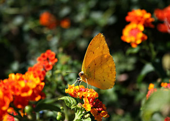 Close-up of butterfly pollinating on orange flower