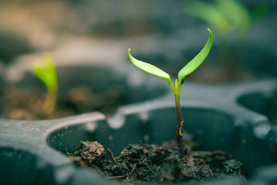 Close-up of small plant