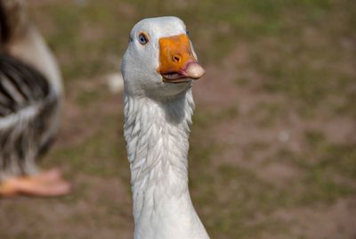 Close-up of goose on field