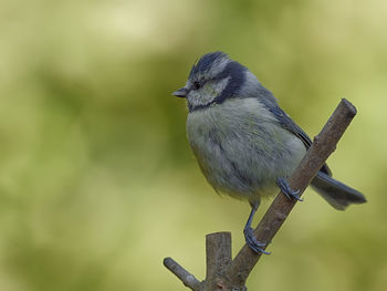 Close-up of bird perching on wood