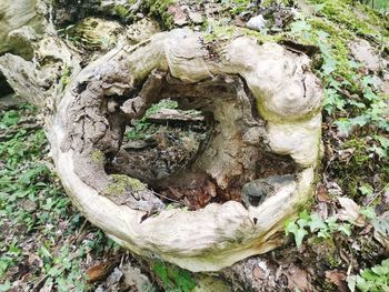 High angle view of tree trunk on field