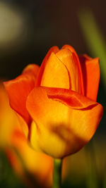 Close-up of orange rose flower