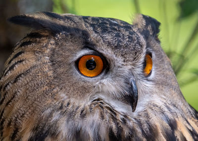 Close-up portrait of owl