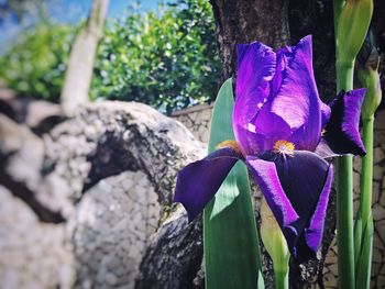 Close-up of flower