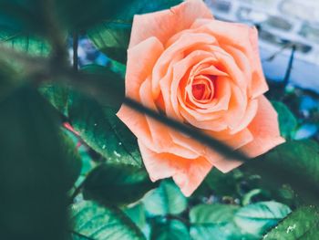 Close-up of rose flower