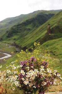 Flowering plants on field against mountains