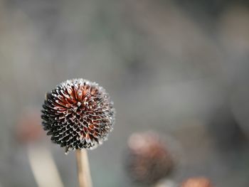 Close-up of flower against blurred background